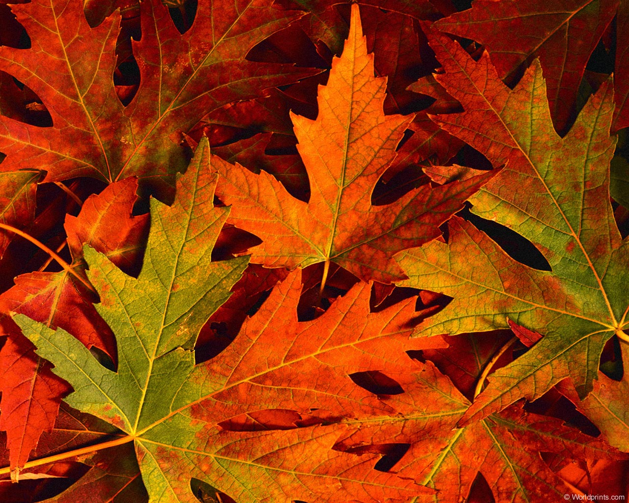 colourful autumn leaves