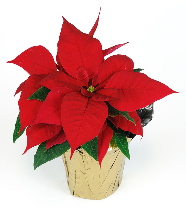 poinsettia